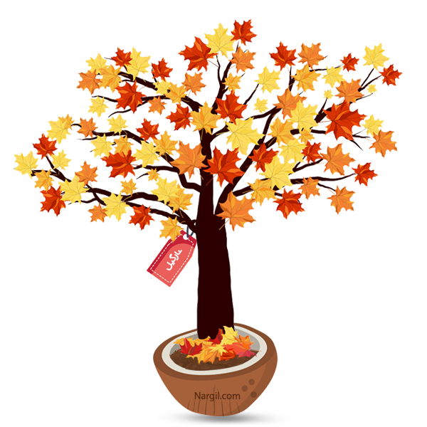  Nargil - Japanese Maple